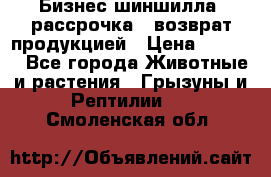 Бизнес шиншилла, рассрочка - возврат продукцией › Цена ­ 4 500 - Все города Животные и растения » Грызуны и Рептилии   . Смоленская обл.